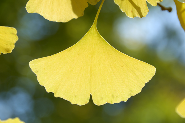 折り紙の簡単折り方講座秋編 花 紅葉 いちょう コスモス パラダイムシフトニュース